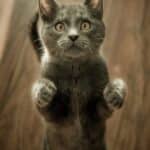 découvrez tout sur les chats : histoire, soins, comportement, races, et bien plus encore, avec notre guide complet sur les félins domestiques.