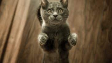 découvrez tout sur les chats : histoire, soins, comportement, races, et bien plus encore, avec notre guide complet sur les félins domestiques.