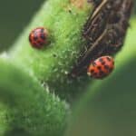 découvrez tout sur les coccinelles, également connues sous le nom de ladybug, leur habitat, leur alimentation et leur importance pour l'écosystème dans cet article informatif.