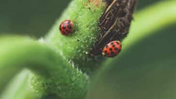 découvrez tout sur les coccinelles, également connues sous le nom de ladybug, leur habitat, leur alimentation et leur importance pour l'écosystème dans cet article informatif.