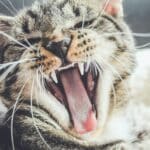 découvrez tout sur les relations entre les chats : comportement, communication et interaction sociale. apprenez comment entretenir une relation épanouie avec votre chat.