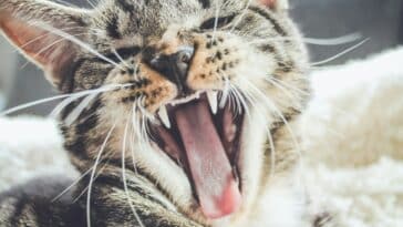 découvrez tout sur les relations entre les chats : comportement, communication et interaction sociale. apprenez comment entretenir une relation épanouie avec votre chat.