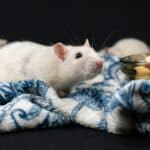 découvrez le comportement des rats et apprenez à mieux les comprendre pour une cohabitation en harmonie. tout ce que vous devez savoir sur le comportement des rats.