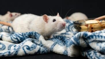 découvrez le comportement des rats et apprenez à mieux les comprendre pour une cohabitation en harmonie. tout ce que vous devez savoir sur le comportement des rats.