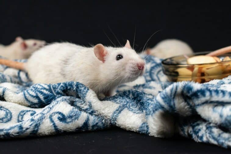 découvrez le comportement des rats et apprenez à mieux les comprendre pour une cohabitation en harmonie. tout ce que vous devez savoir sur le comportement des rats.