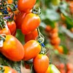 Comment protéger efficacement les pieds de tomates du soleil ?