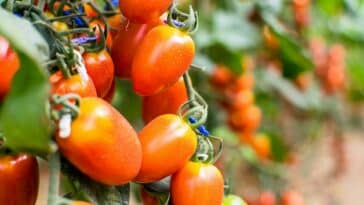 Comment protéger efficacement les pieds de tomates du soleil ?