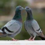 Quel animal ne s'accouple pas avec sa mère ?