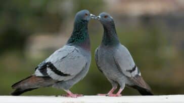 Quel animal ne s'accouple pas avec sa mère ?